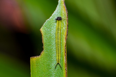 Elymnias hypermnestra