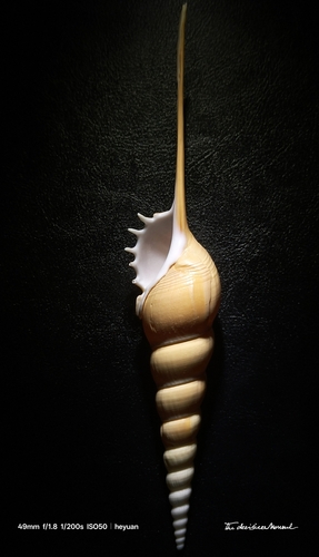Tibia fusus, 2025-09-10
