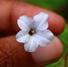 Trichodesma inaequale