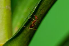 Anoplolepis gracilipes