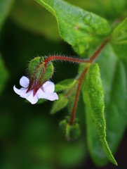 Trichodesma inaequale