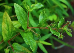 Trichodesma inaequale