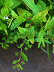 Trichodesma inaequale