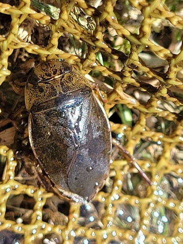 saucer bug, 8316 Marknesse, Nederland, photo 10 of 10