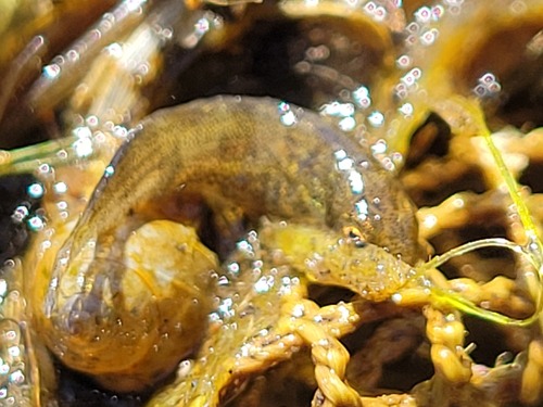 Ninespine Stickleback, 8316 Marknesse, Nederland, photo 9 of 10