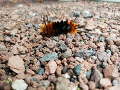 Turuptiana
