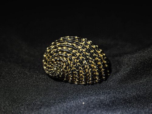 Nerita exuvia, 2026-02-06