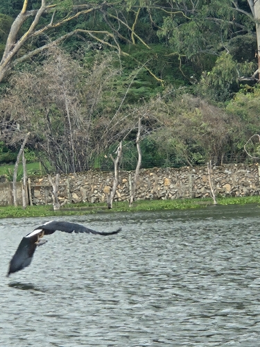 iNaturalist: (c) Simon Carrein, some rights reserved (CC BY-NC), uploaded by Simon Carrein iNaturalist image