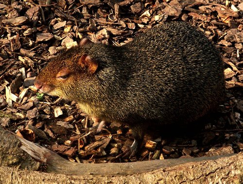 Azara's Agouti, photo 7 of 8