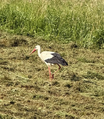 iNaturalist image