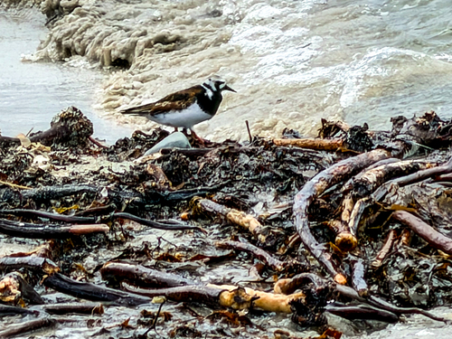 iNaturalist image