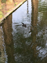 Fulica atra