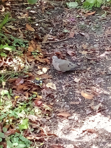 Eared Dove
