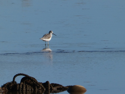 iNaturalist: (c) Oliver Wright, some rights reserved (CC BY-NC), uploaded by Oliver Wright iNaturalist image