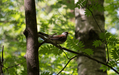 Turdus pilaris