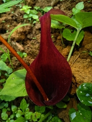 Typhonium
