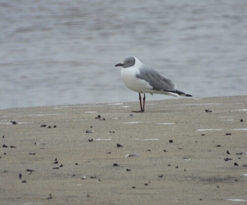 iNaturalist image