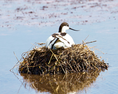 iNaturalist image