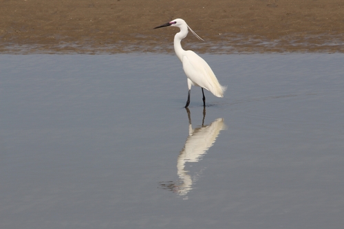 iNaturalist image