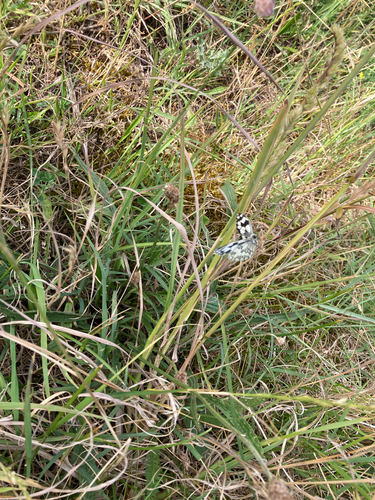 Marbled White