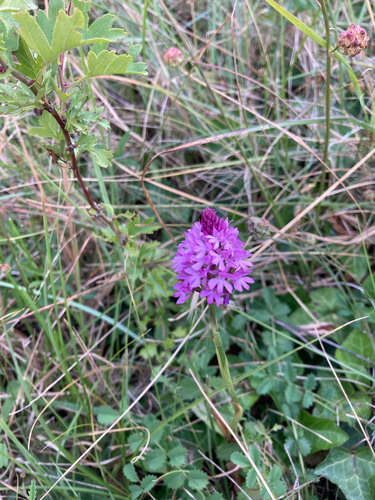 pyramidal orchid