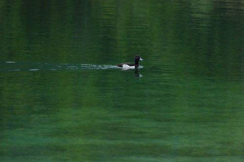 iNaturalist image