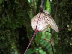 Dracula dalessandroi