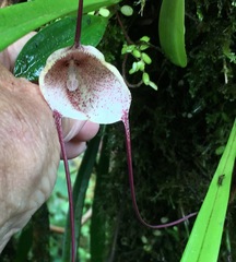 Dracula dalessandroi