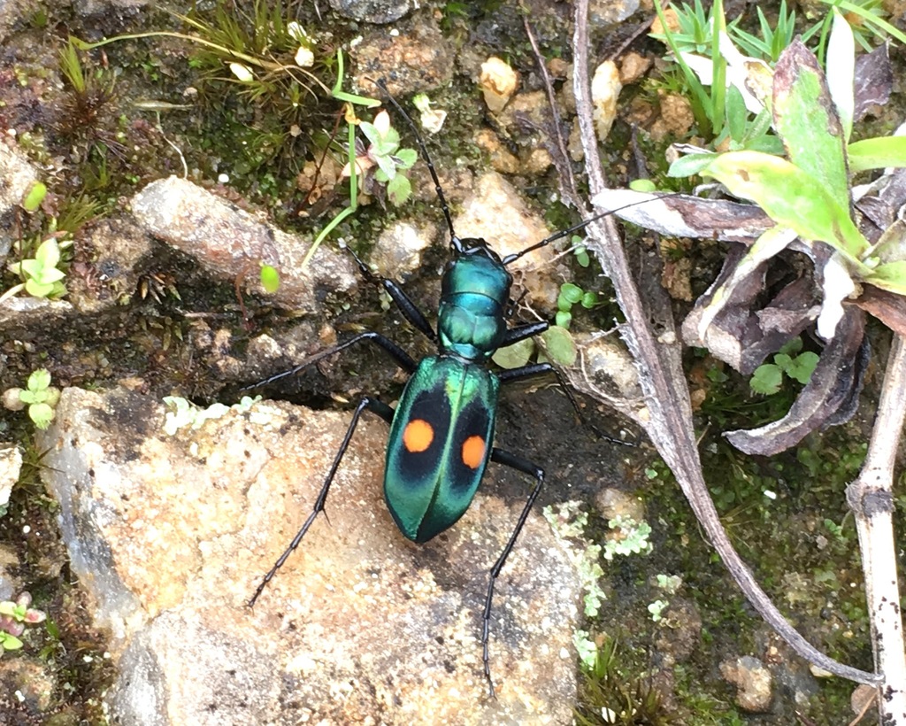 Pseudoxycheila chaudoiri