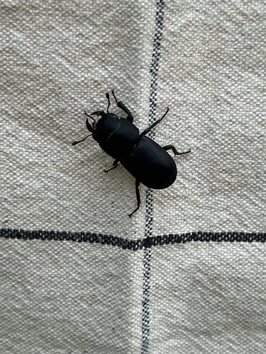 Lesser Stag Beetle