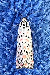 Utetheisa pulchelloides vaga