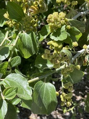 Ceanothus incanus, photograph (c) Cricket Raspet, some rights reserved (CC BY)