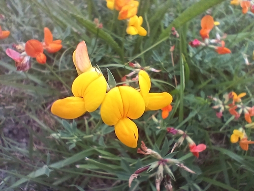 bird's-foot trefoil