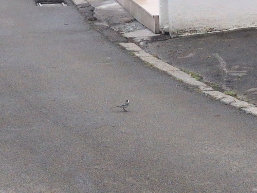 White Wagtail