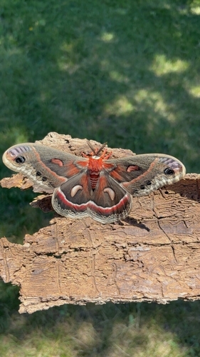 Cecropia Moth