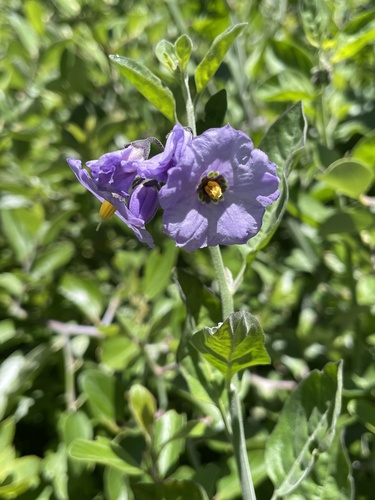 Solanum umbelliferum, photograph 3