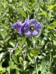 Solanum umbelliferum, photograph (c) Cricket Raspet, some rights reserved (CC BY)