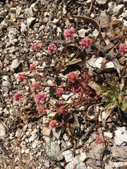 Eriogonum nortonii