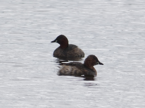 iNaturalist: (c) Oliver Wright, some rights reserved (CC BY-NC), uploaded by Oliver Wright iNaturalist image