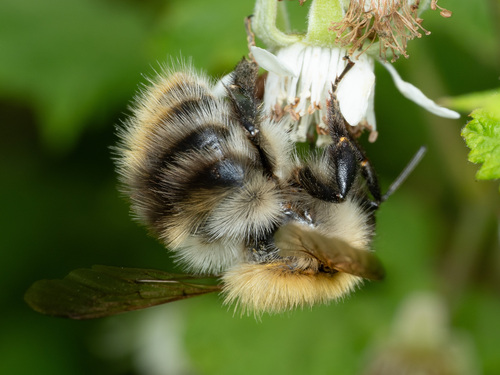 Common Carder Bumble Bee, photo 2 of 9