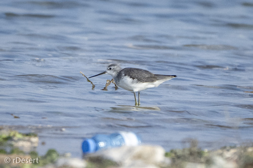 iNaturalist image