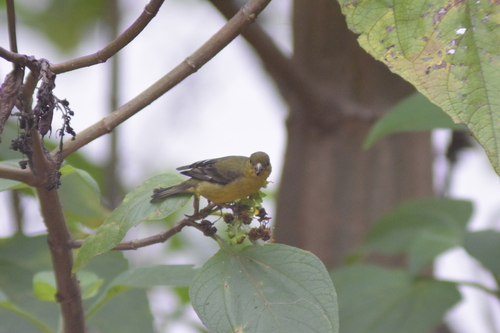 Andean Siskin (Spinus spinescens), photo 7