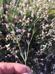 Eriogonum angulosum