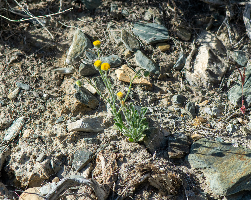 Erigeron aphanactis; photograph author not stated, no rights reserved