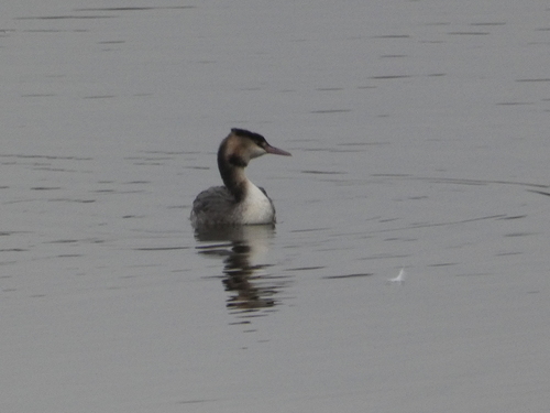 iNaturalist image