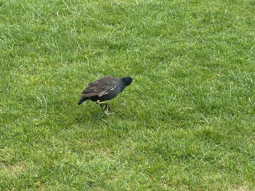 iNaturalist image