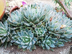 Aloe brevifolia