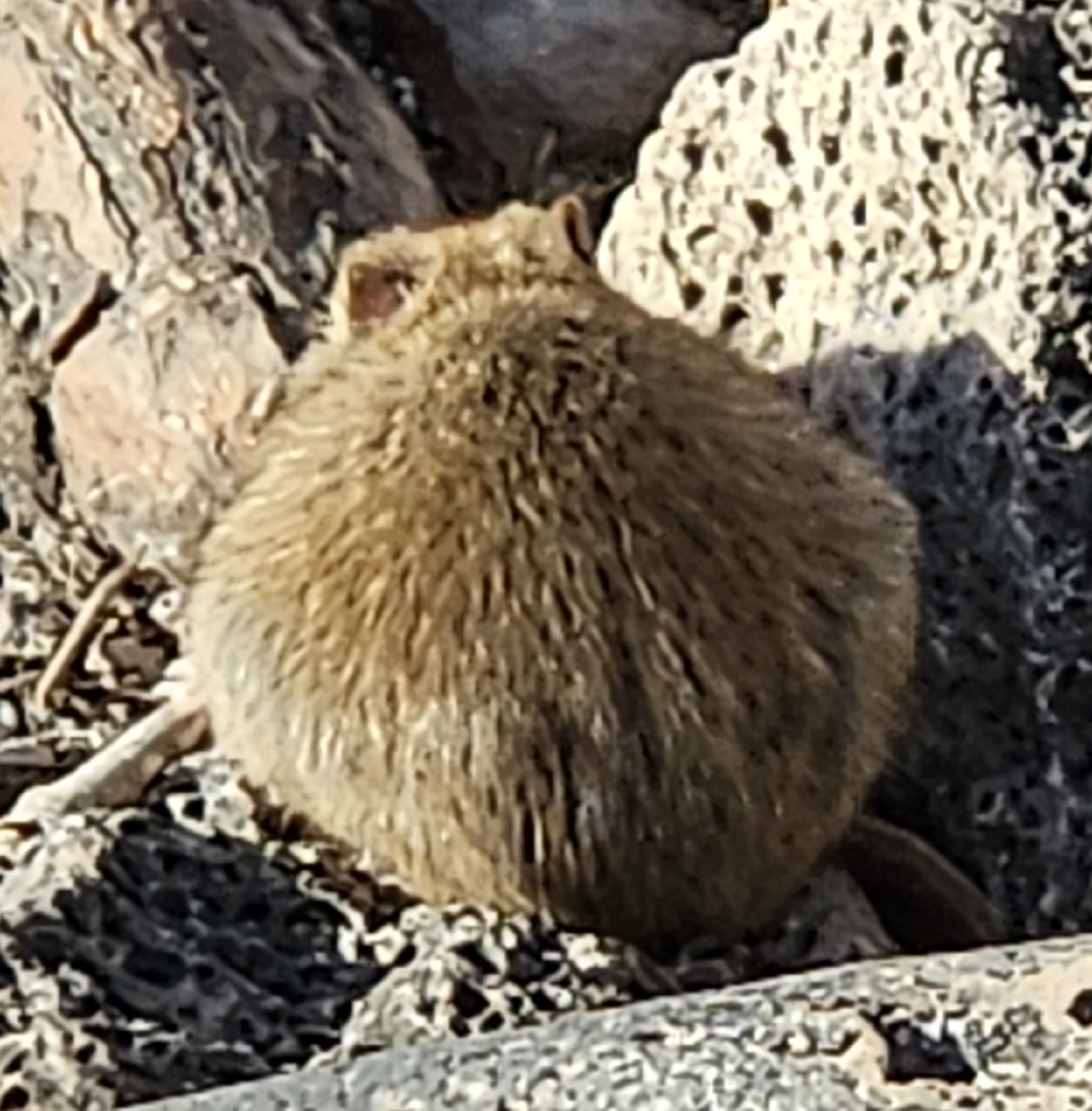 Galapagos Rice Rat