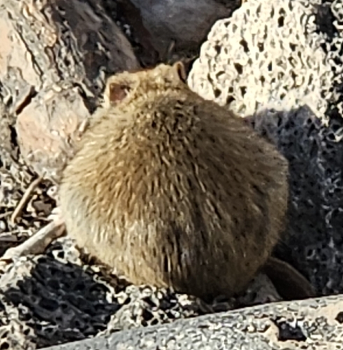 Galapagos Rice Rat