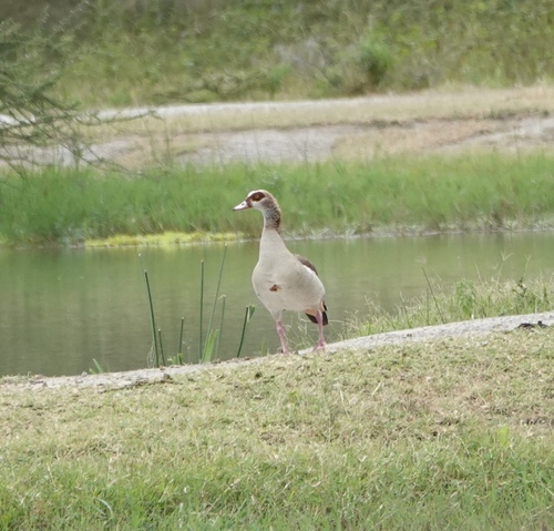 iNaturalist image